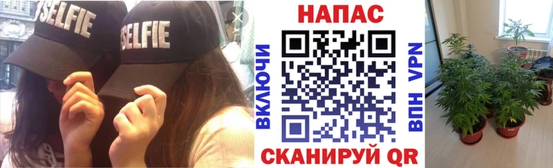 Марихуана сатива Губкинский